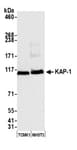 Detection of mouse KAP-1 by western blot.