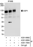 Detection of human USP1 by western blot of immunoprecipitates.