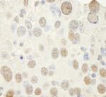 Detection of mouse NF-YC by immunohistochemistry.