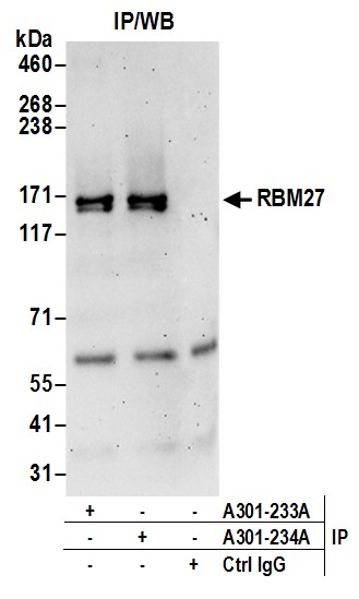 Detection of human RBM27 by western blot of immunoprecipitates.