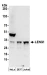 Detection of human LENG1 by western blot.