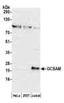 Detection of human GCSAM by western blot.