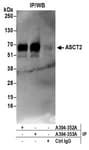 Detection of human ASCT2 by western blot of immunoprecipitates.
