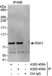 Detection of human RSK1 by western blot of immunoprecipitates.