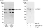Detection of human IRF2BP1 by western blot and immunoprecipitation.