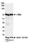 Detection of human c-Myb by western blot.