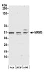 Detection of human MRM3 by western blot.
