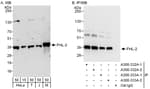 Detection of human and mouse FHL-2 by western blot (h and m) and immunoprecipitation (h).