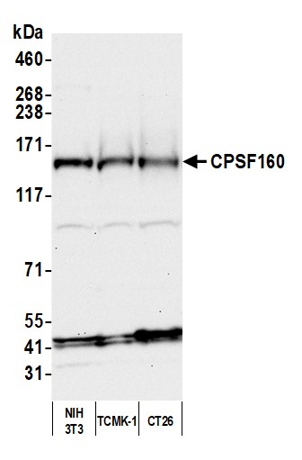 Detection of mouse CPSF160 by western blot.