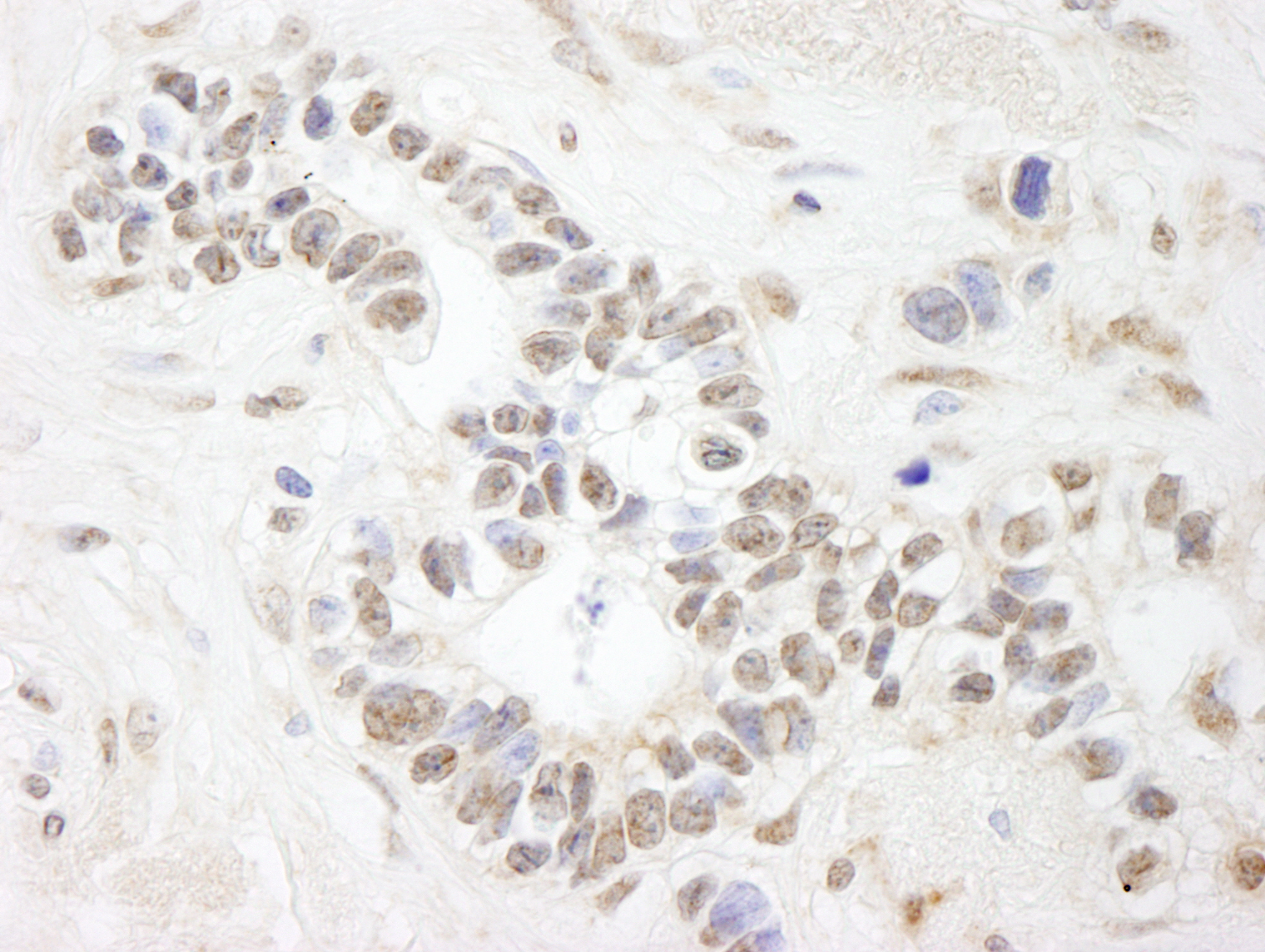 Rabbit anti-ANKS3 IHC Antibody