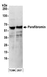 Detection of human and mouse Para fibromin by western blot.