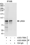 Detection of human LIN54 by western blot of immunoprecipitates.