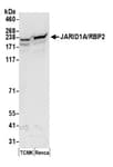 Detection of mouse JARID1A/RBP2 by western blot.