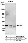 Detection of human LXN by western blot of immunoprecipitates.