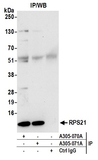 Detection of human RPS21 by western blot of immunoprecipitates.