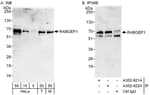 Detection of human and mouse RABGEF1 by western blot (h&amp;m) and immunoprecipitation (h).