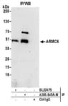 Detection of human ARMC6 by western blot of immunoprecipitates.