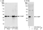 Detection of human and mouse C1QBP by western blot (h&amp;m) and immunoprecipitation (h).