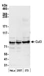 Detection of human and mouse Cul3 by western blot.