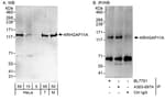 Detection of human and mouse ARHGAP11A by western blot (h &amp; m) and immunoprecipitation (h).