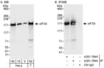 Detection of human eIF3X by western blot and immunoprecipitation.