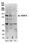Detection of human and mouse JHDM1A by western blot.