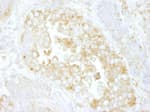 Detection of mouse Cdc42GAP by immunohistochemistry.