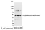 Detection of VSV-G-tagged protein by western blot.