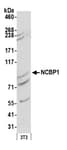 Detection of mouse NCBP1 by western blot.
