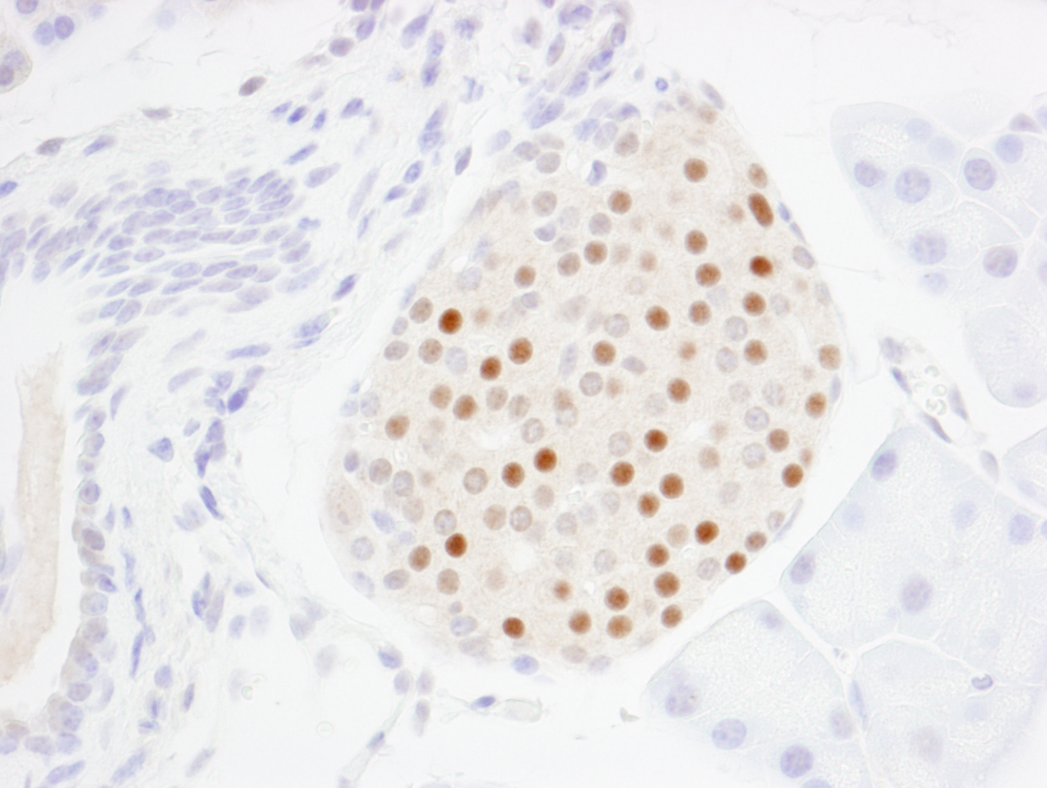 Rabbit anti-MafA IHC Antibody