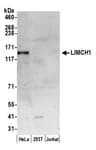 Detection of human LIMCH1 by western blot.