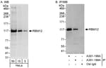 Detection of human RBM12 by western blot and immunoprecipitation.