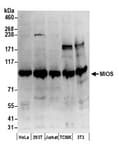 Detection of human and mouse MIOS by western blot.