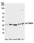 Detection of human and mouse PSMD9 by western blot.