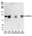 Detection of human GAS2L3 by western blot.