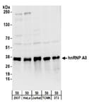 Detection of human and mouse hnRNP A0 by western blot.