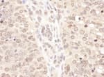 Detection of mouse TCEB2 by immunohistochemistry.