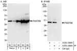 Detection of human and mouse FAM76B by western blot (h and m) and immunoprecipitation (h).