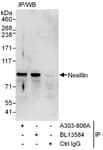 Detection of human Nexillin by western blot of immunoprecipitates.