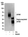 Detection of human glycosylated and deglycosylated UPAR by western blot.