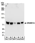 Detection of human GRAMD1A by western blot.