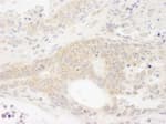 Detection of mouse DDX19 by immunohistochemistry.