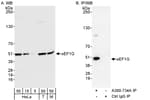 Detection of human and mouse eEF1G by western blot (h&amp;m) and immunoprecipitation (h).