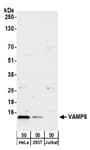 Detection of human VAMP8 by western blot.