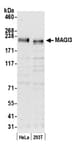 Detection of human MAGI3 by western blot.