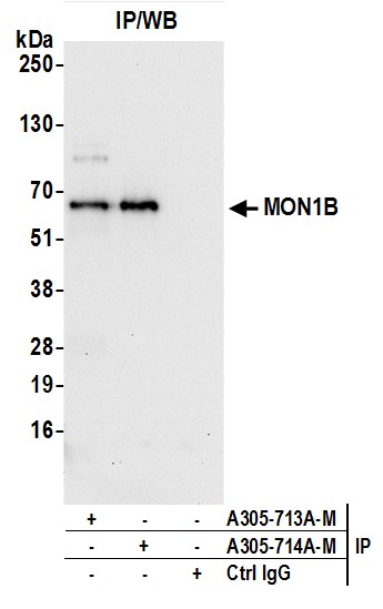 Rabbit anti-MON1B Antibody