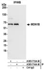 Detection of human MON1B by western blot of immunoprecipitates.