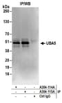 Detection of human UBA5 by western blot of immunoprecipitates.