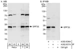 Detection of human and mouse SPF30 by western blot (h&amp;m) and immunoprecipitation (h).