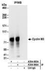 Detection of human Cyclin M3 by western blot of immunoprecipitates.